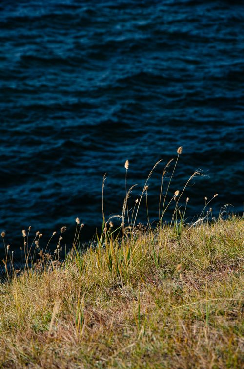 Free Wind-swept coastal grass on a cliff overlooking the deep blue ocean. Stock Photo