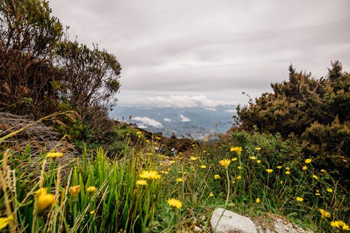 Wilde Blumen In Einem Berg