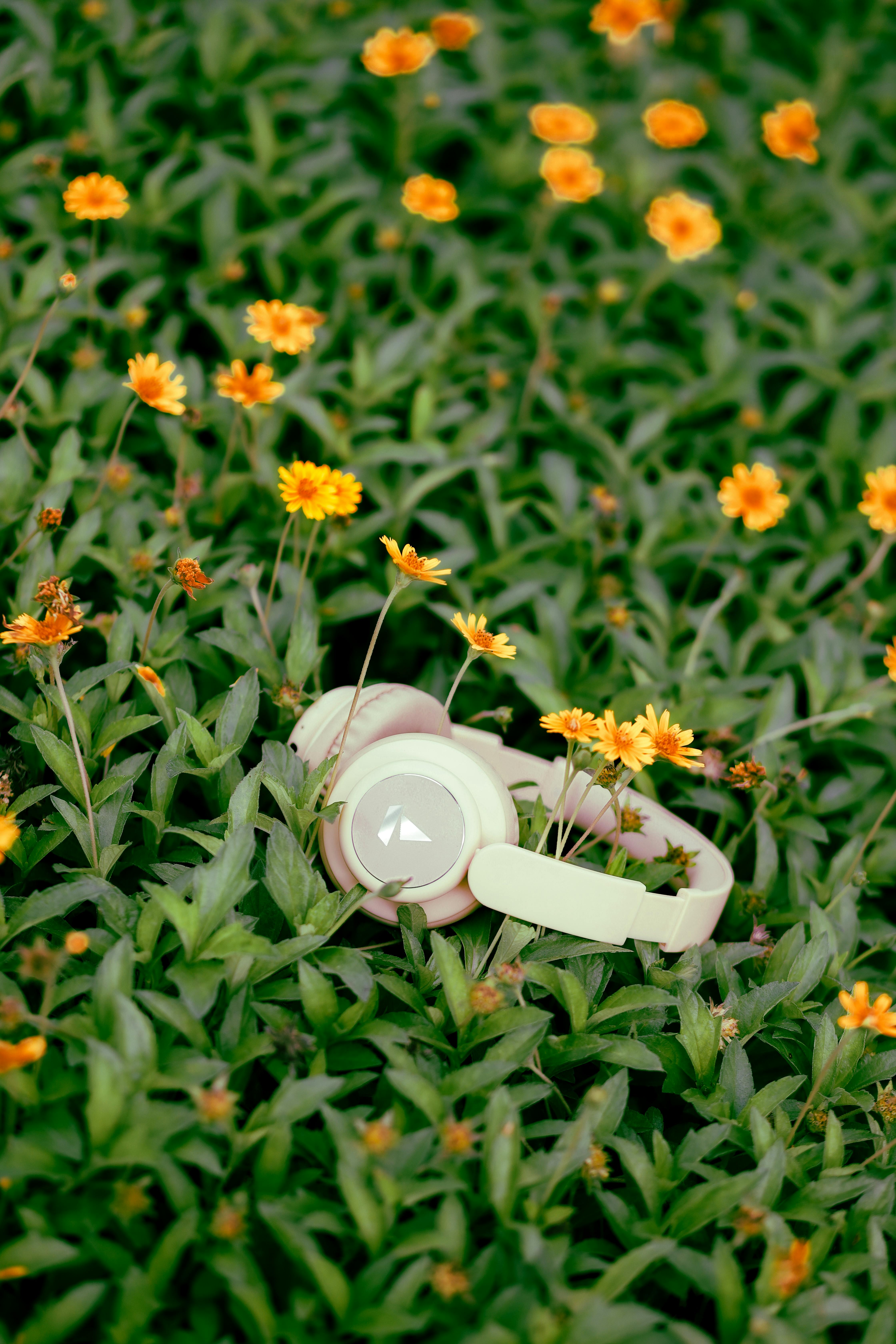 免费 耳机里是一片生机勃勃的花草草地 素材图片