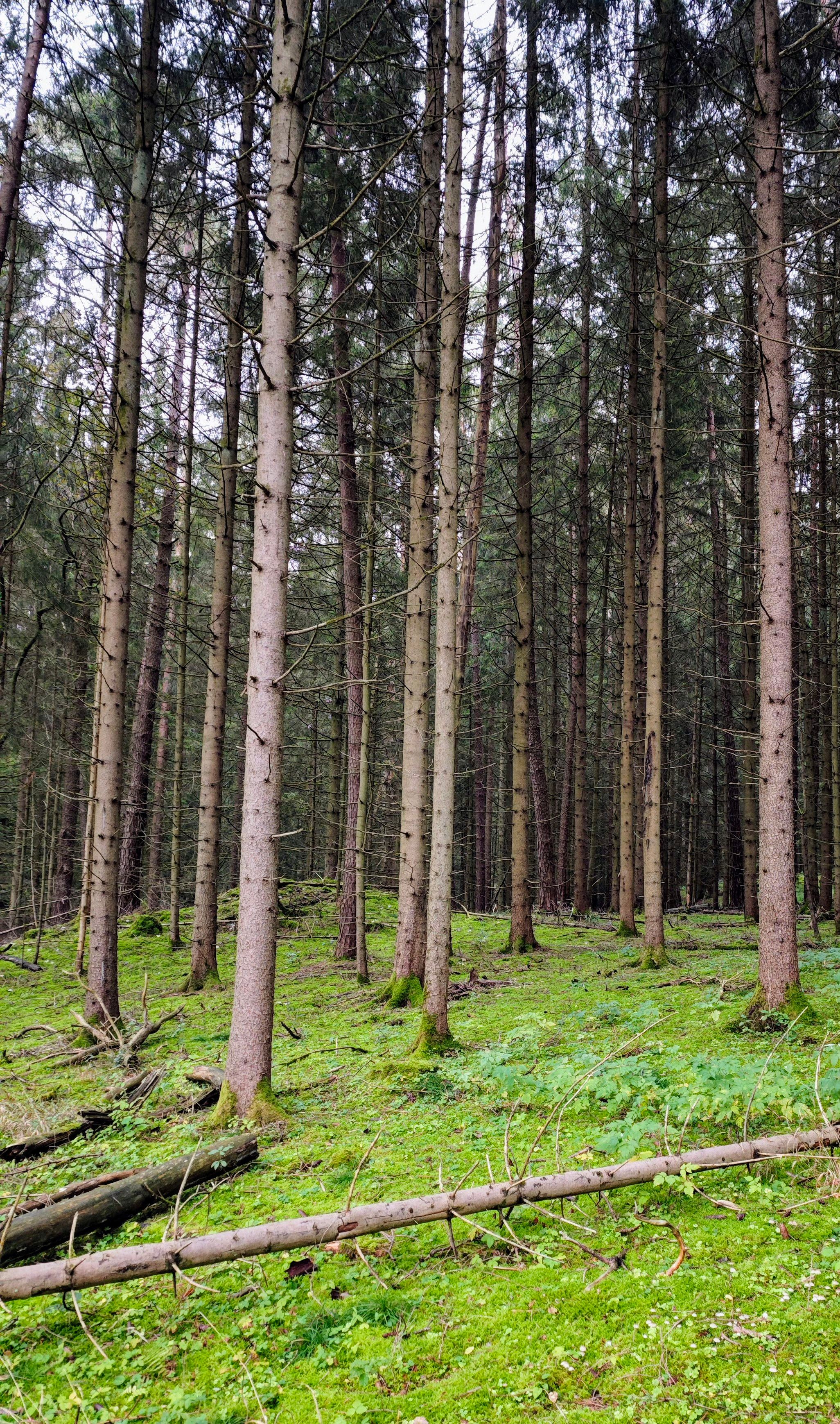 Serene Forest Landscape with Tall Trees · Free Stock Photo
