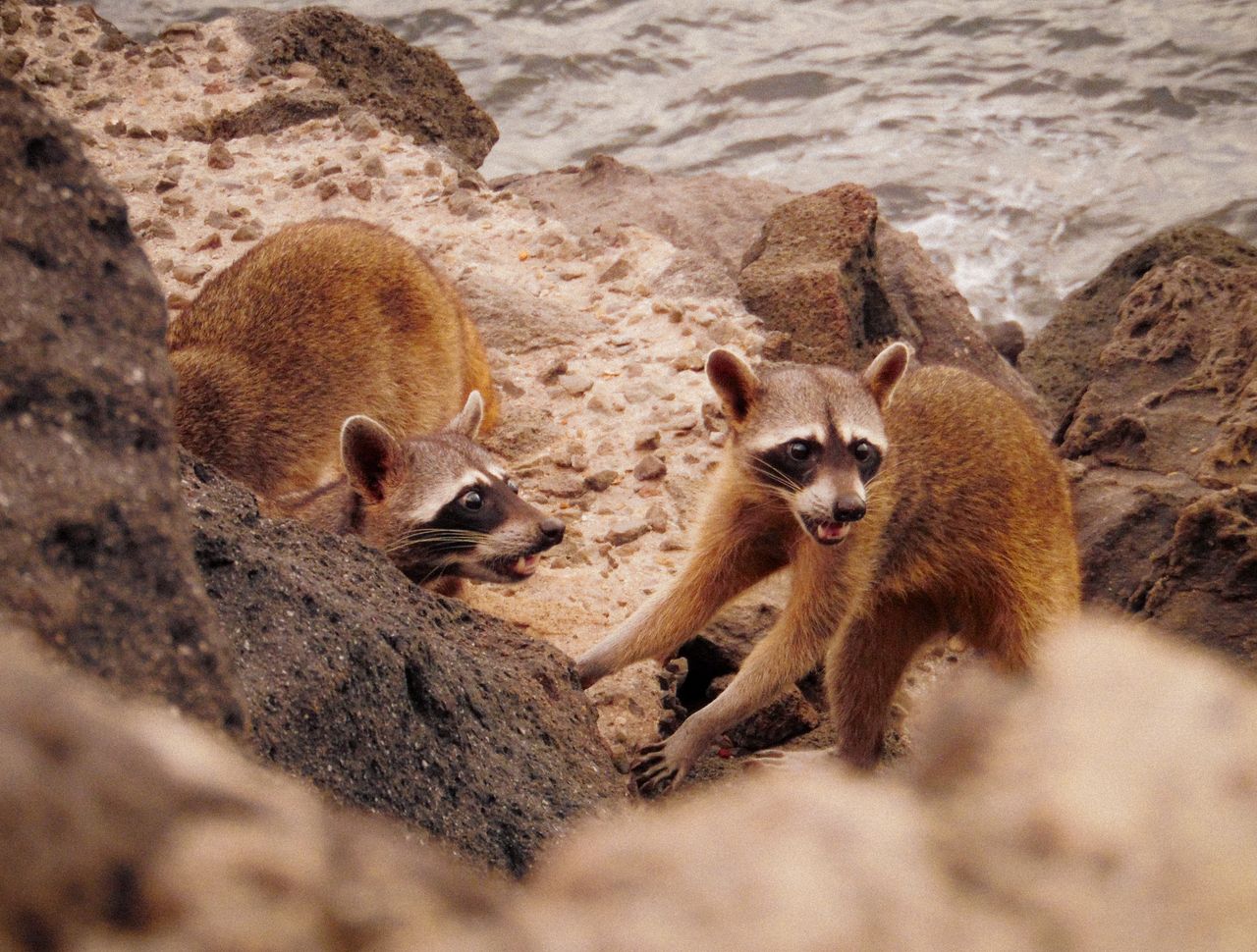 two raccoons exploring rocky shoreline with ocean waves in the backgro