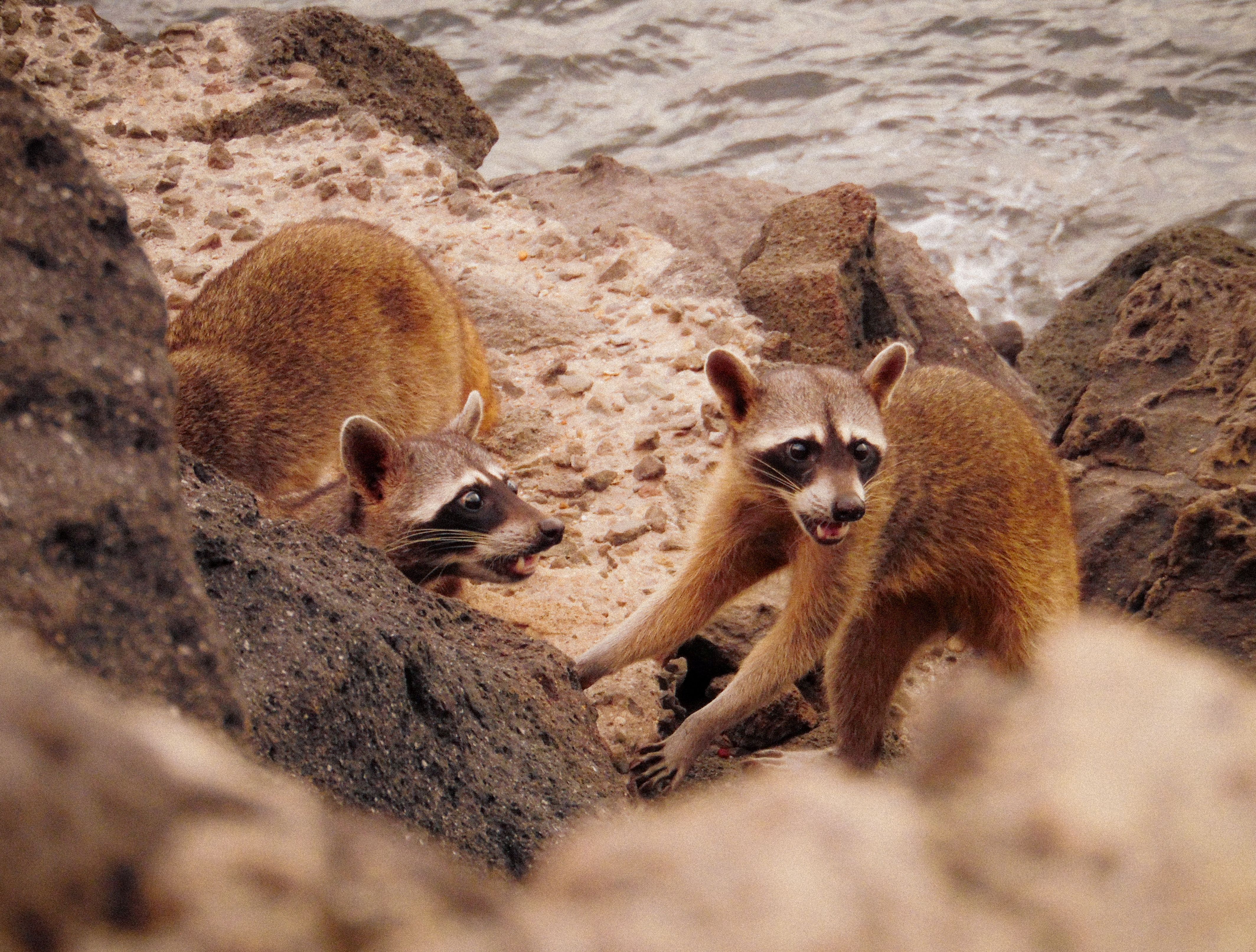 Two Raccoons on Rocky Beach by the Ocean · Free Stock Photo