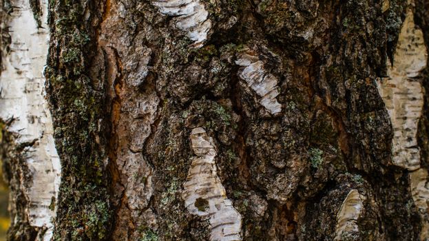 brown birch bark