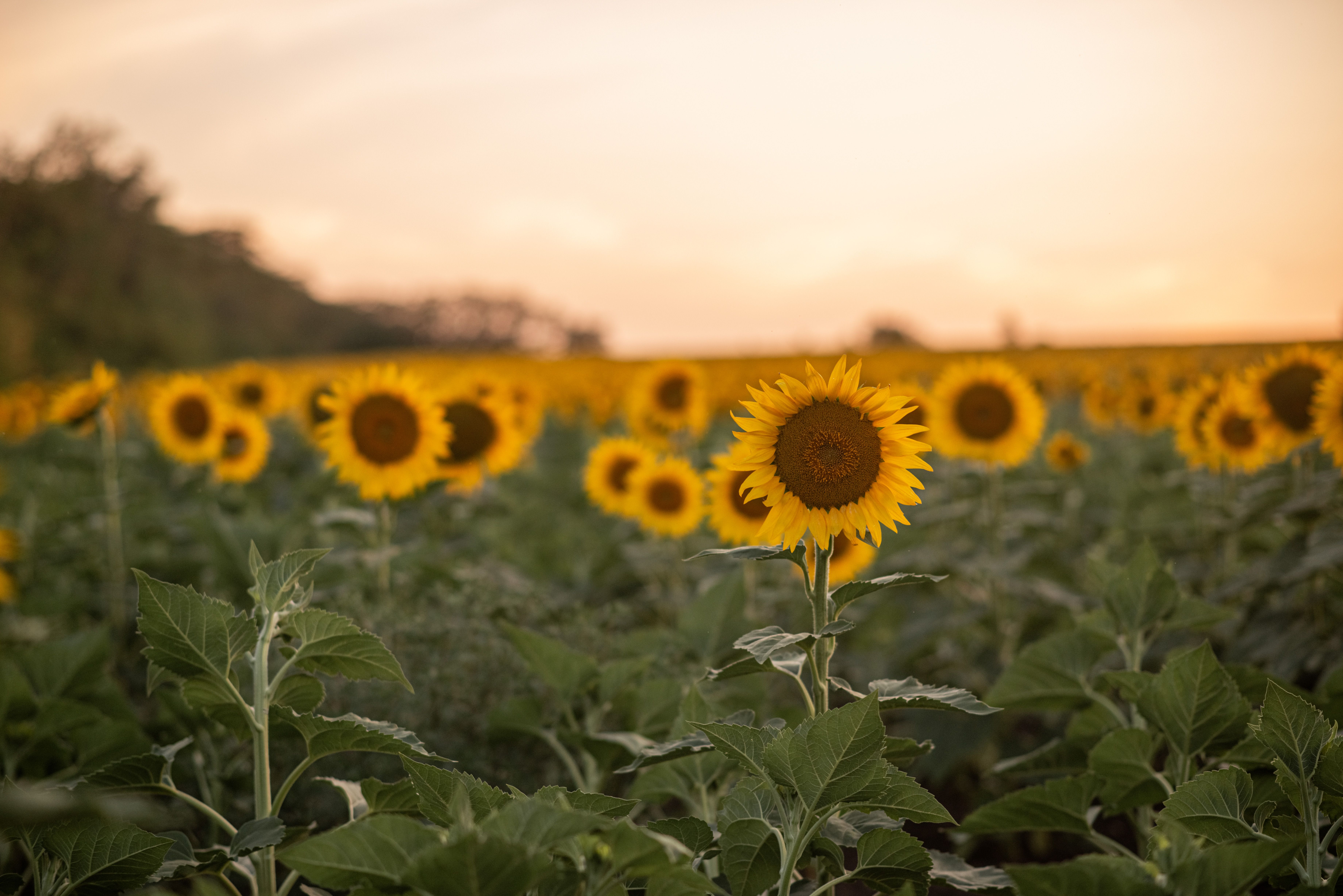 Sunflower Field at Sunset with Warm Light · Free Stock Photo