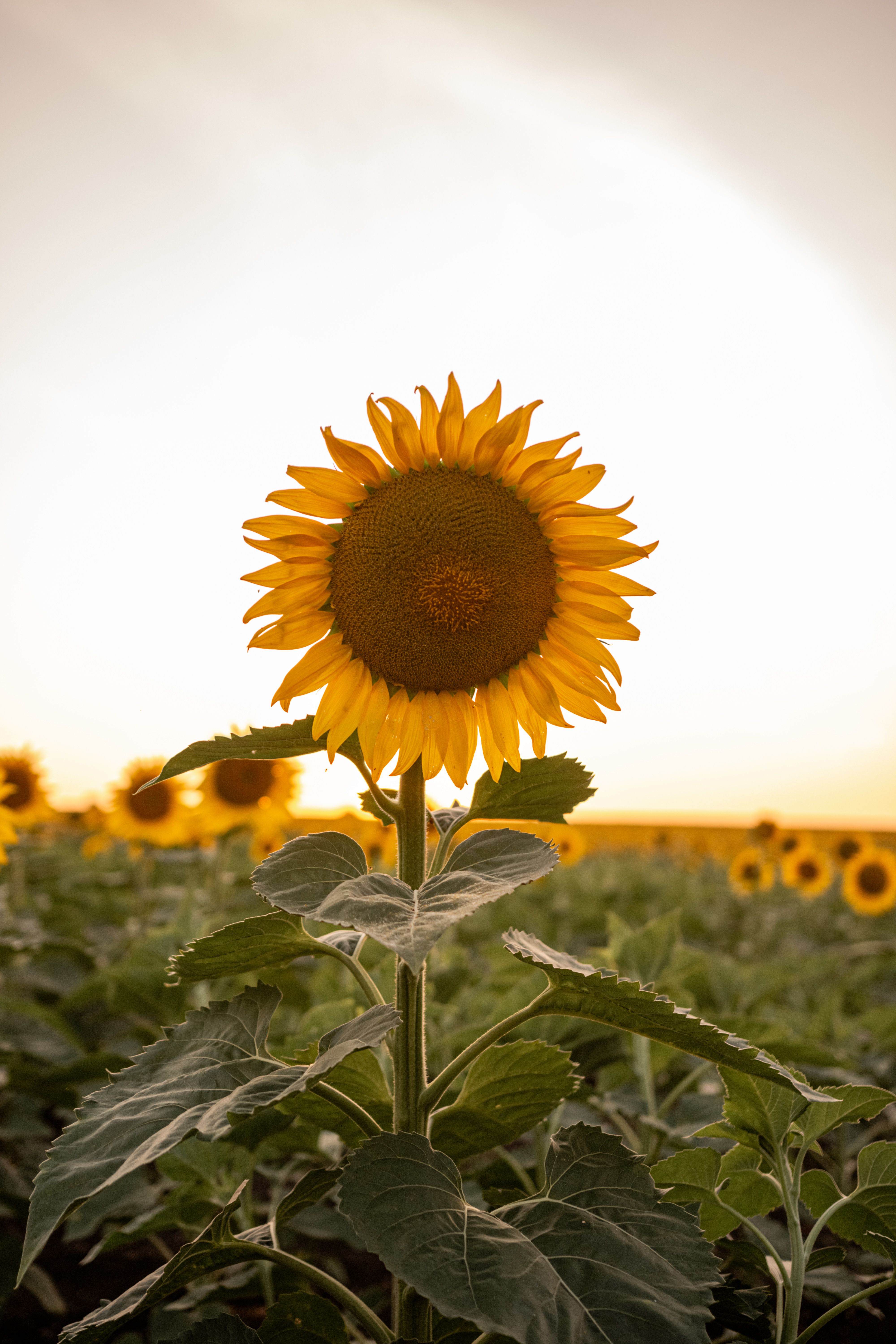 Vibrant Sunflower Field at Sunset · Free Stock Photo