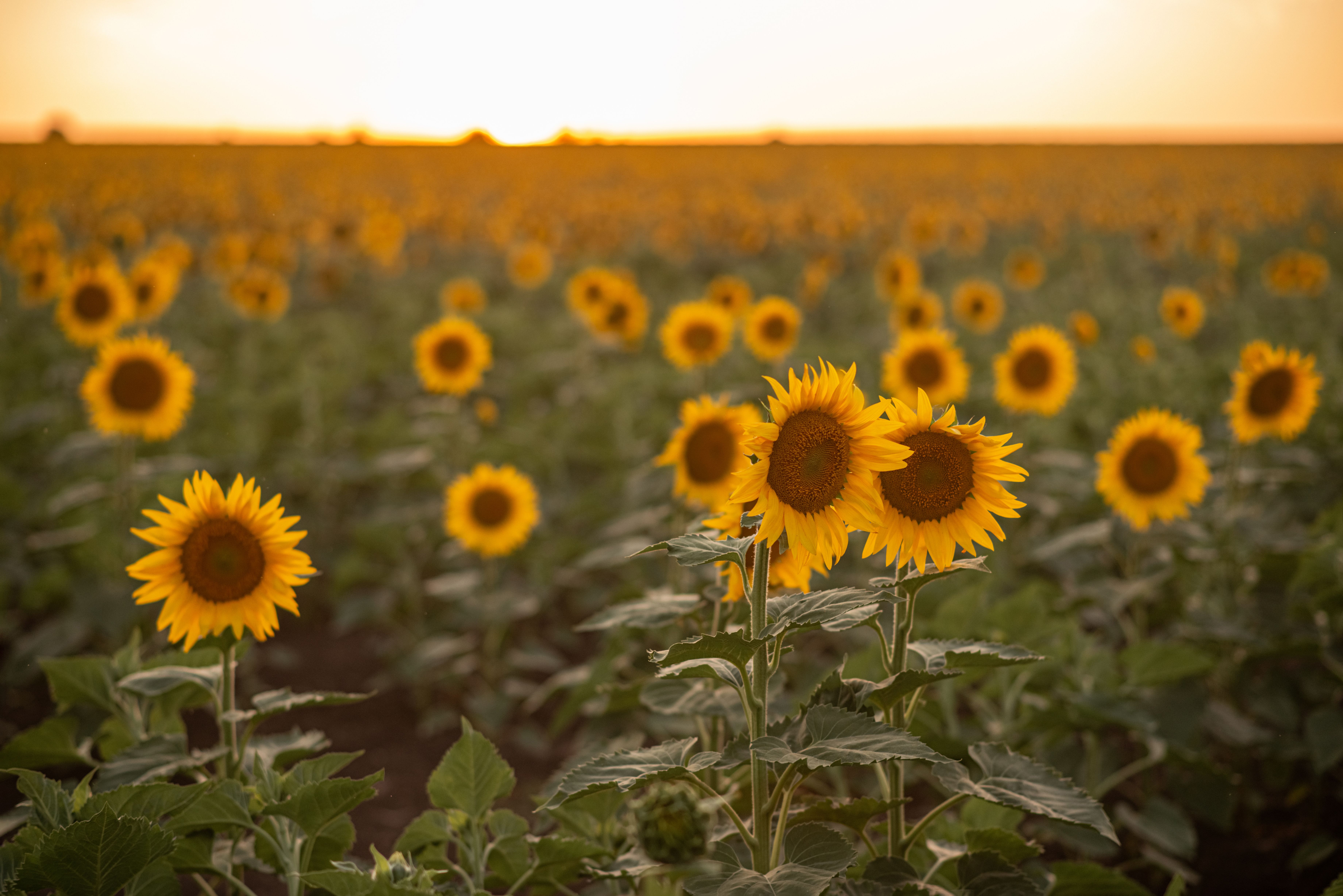 Vibrant Field of Sunflowers at Sunset · Free Stock Photo