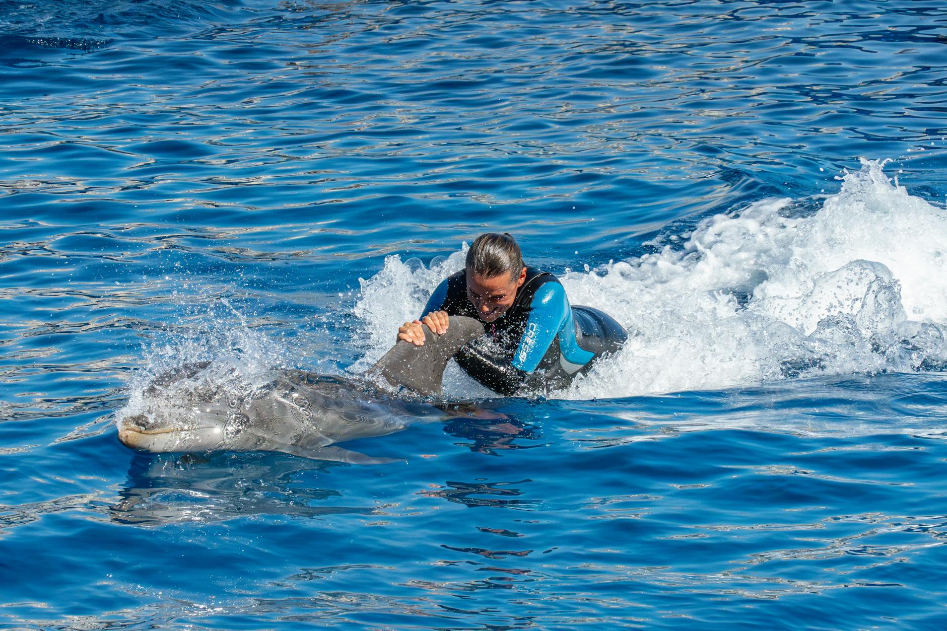 https://www.pexels.com/photo/woman-swimming-with-dolphin-in-open-water-28873602/