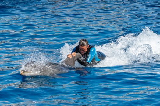 dolphin photo