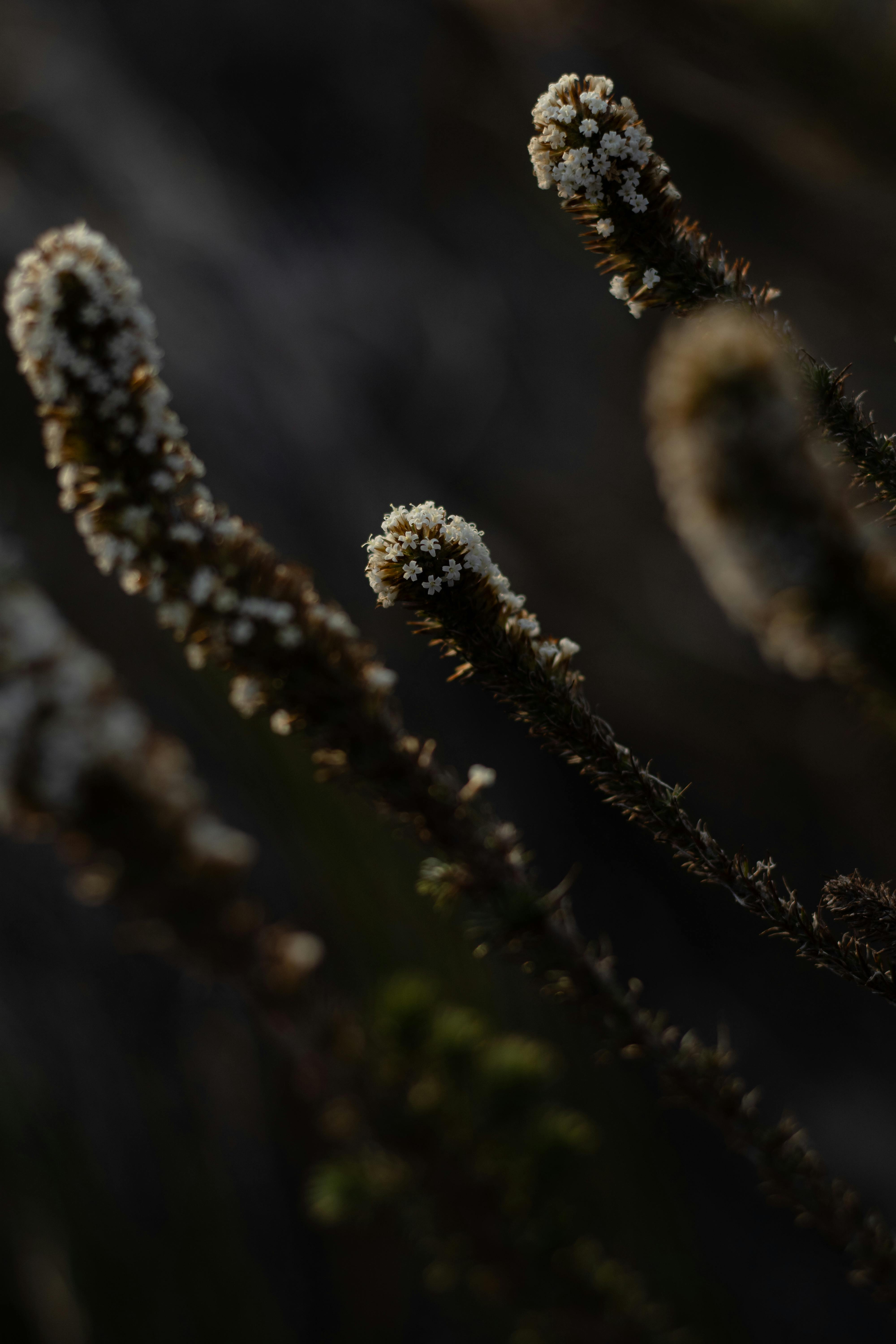 macro shot of budding plant in low light