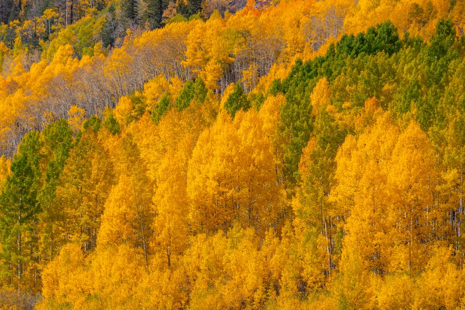 Beautiful fall aspen forest with golden leaves, showcasing nature's vivid seasonal transformation.