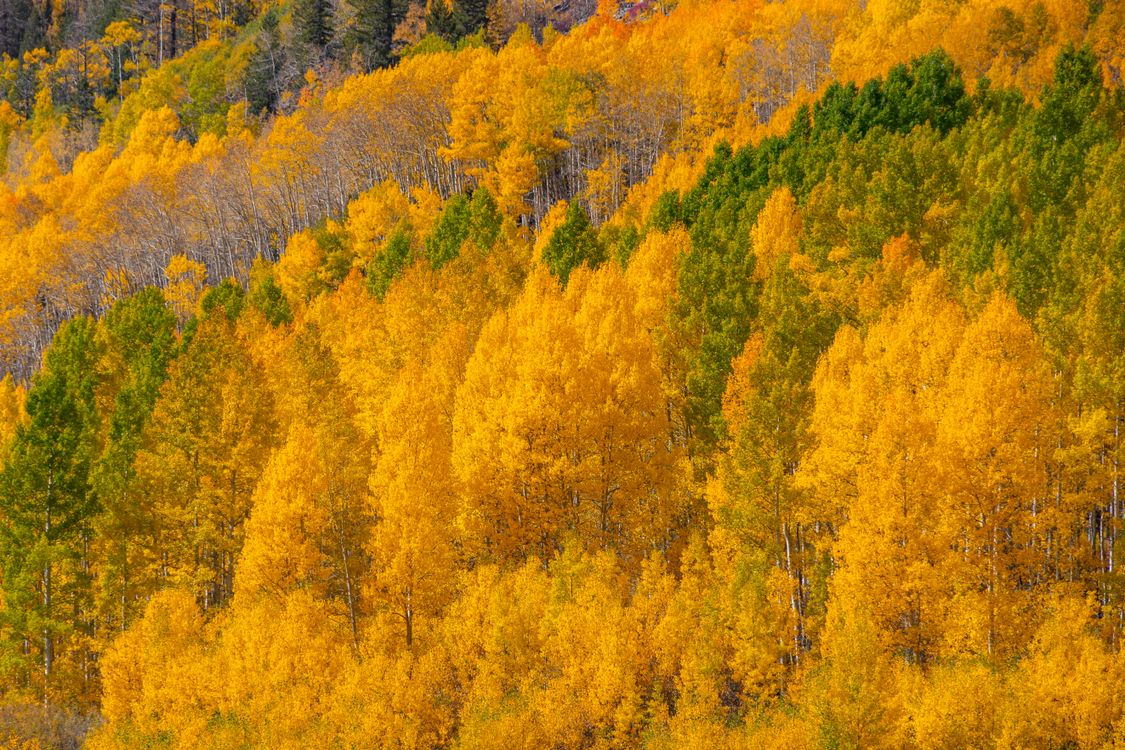 Golden Autumn Aspen Forest Captured in Vibrant Colors · Free Stock Photo