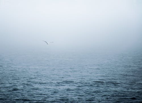 White Bird Flying Above Body of Water