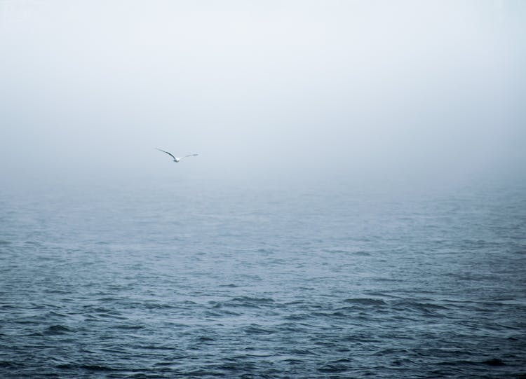 White Bird Flying Above Body Of Water