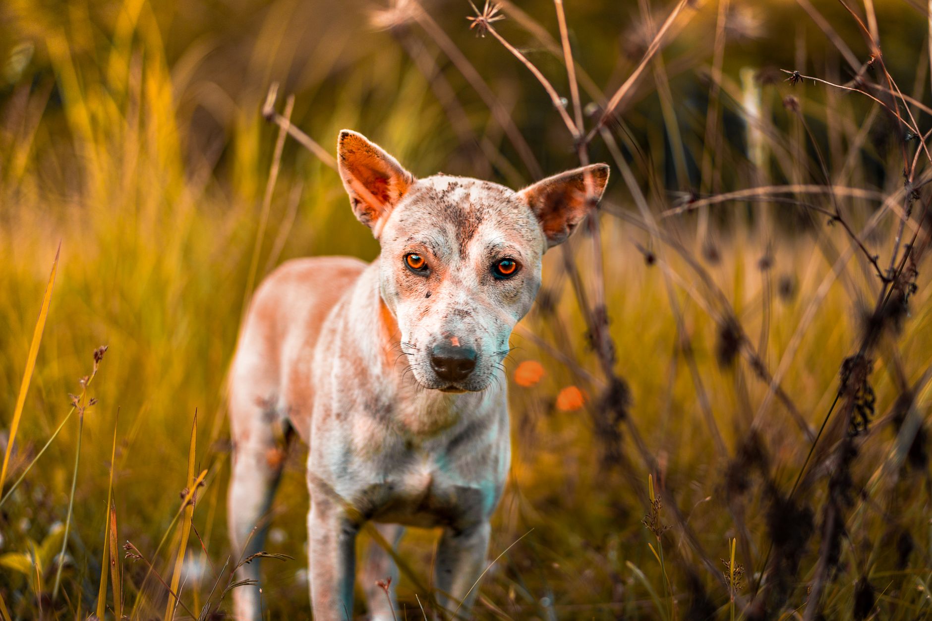 Portrait of a dog at a veterinary clinic