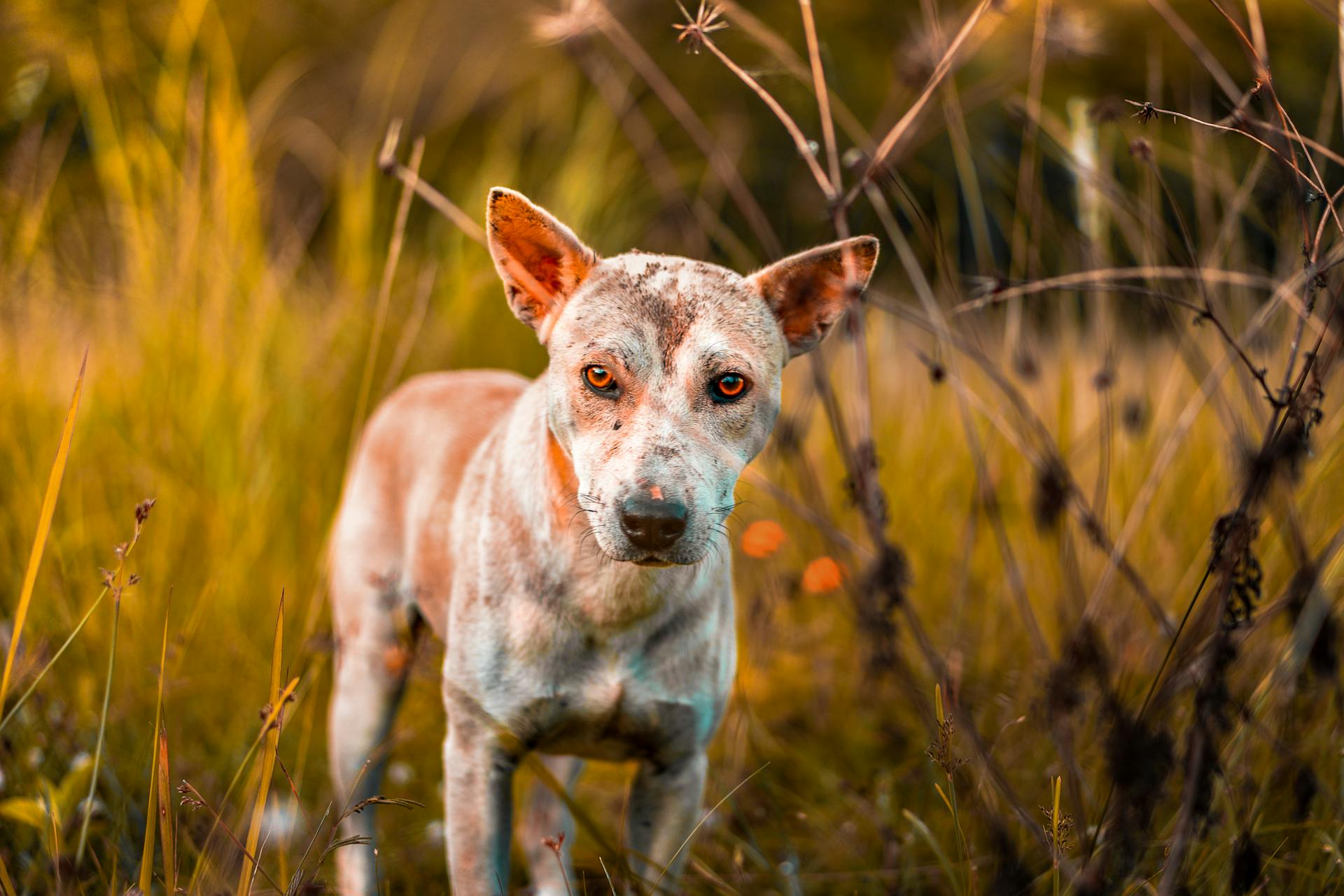 En övergiven hund i naturen