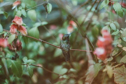 Un Colibri Perché Sur Une Brindille