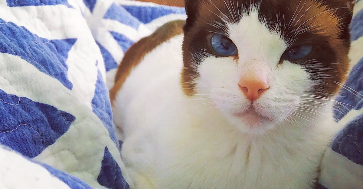 Free stock photo of blue eyes, cats, dark blue