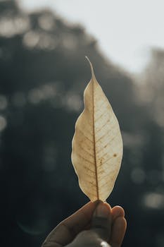 用宏观镜头，以散景为背景，捕捉一只手拿着一片脆弱叶子的自然本质