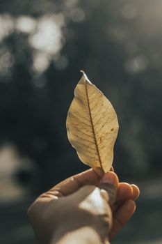 白天，一片精致的干叶子被轻轻放置在柔软而模糊的户外背景上