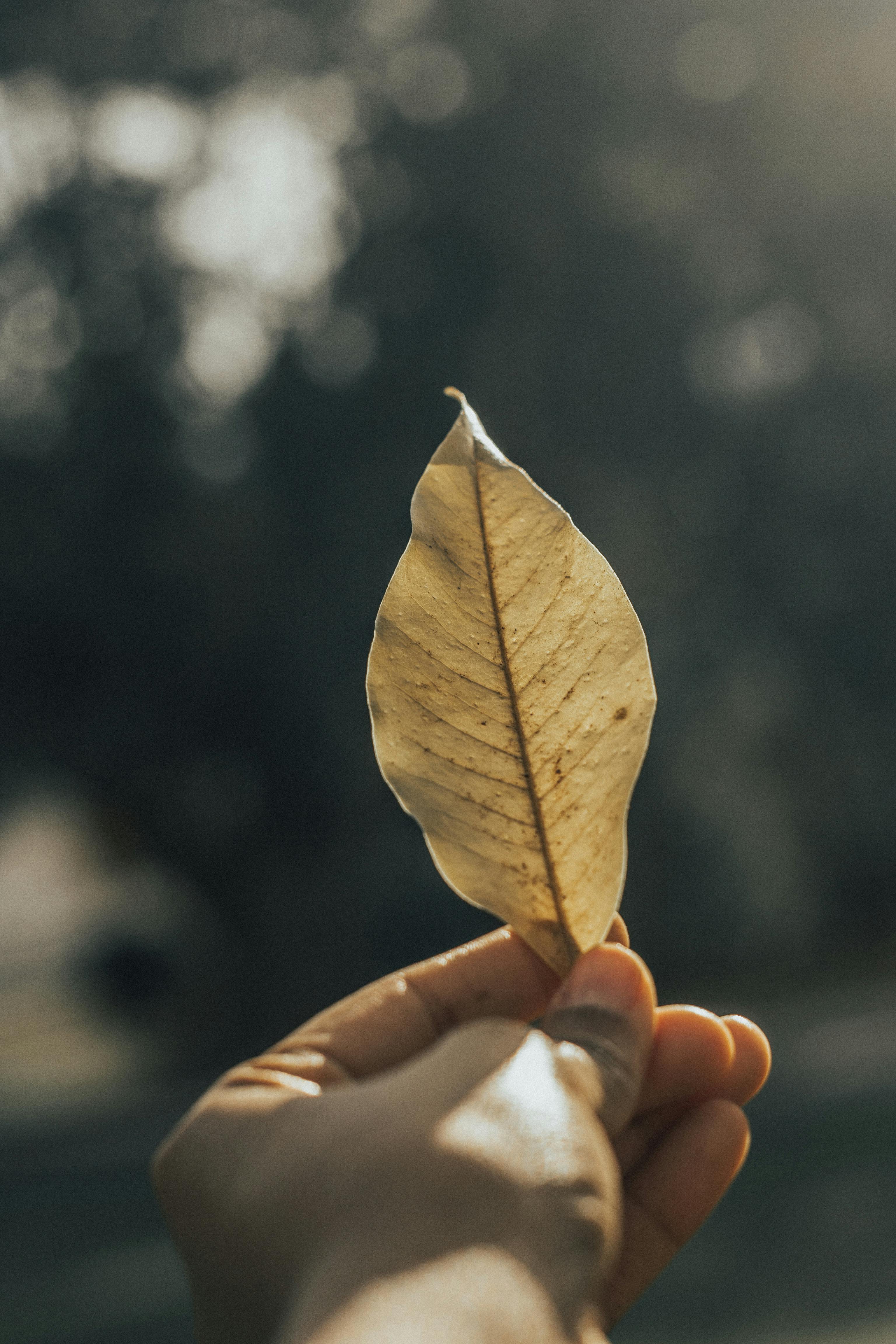 A Hand Holding A Dry Leaf · Free Stock Photo