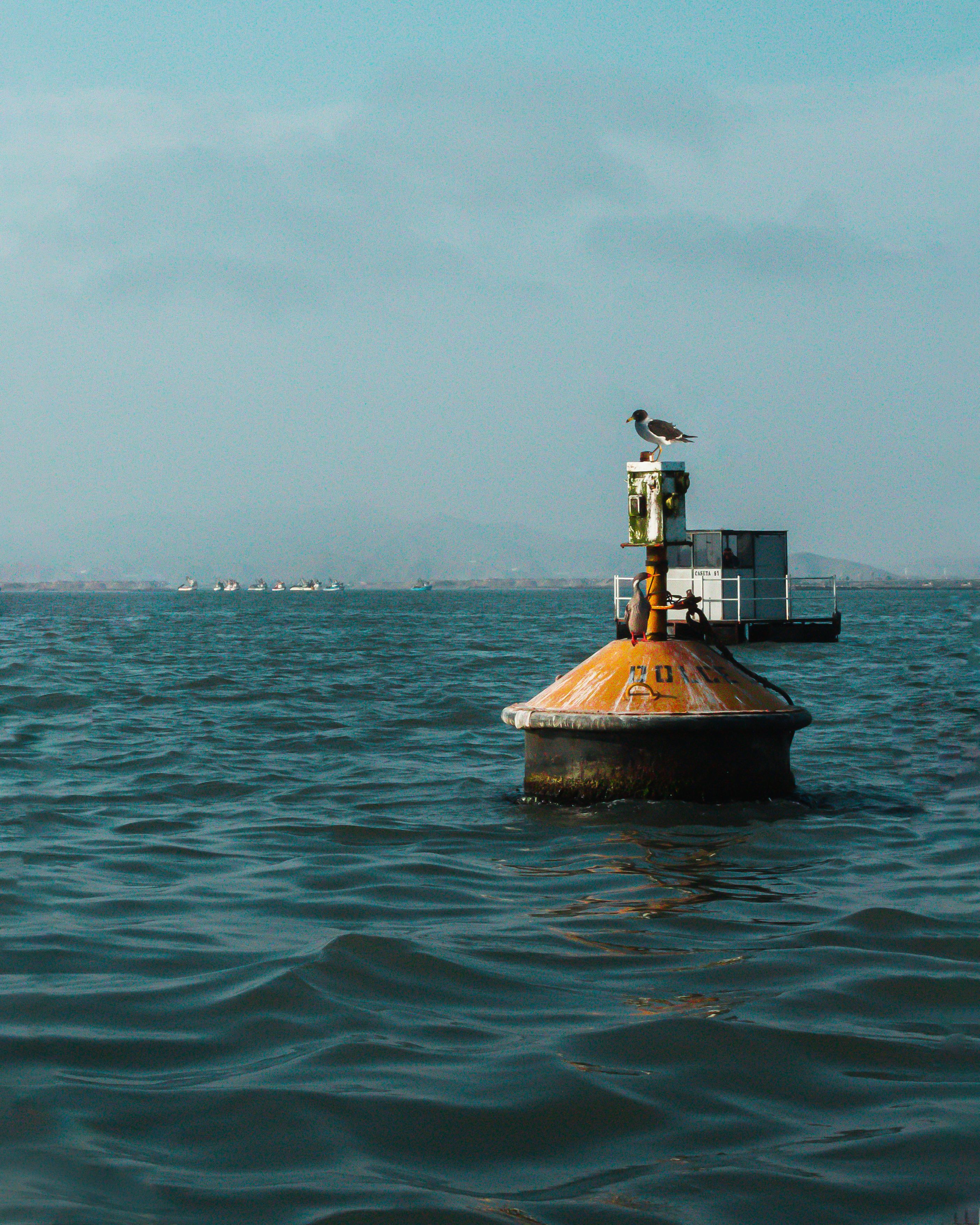 A lone seagull rests on a buoy floating in a tranquil sea with a distant horizon.