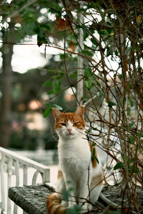 Free Charming ginger and white cat sitting amid lush garden foliage, outdoors. Stock Photo