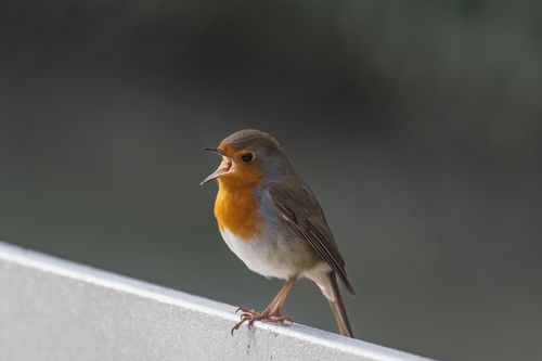 Free A vibrant European Robin singing while perched, showcasing wildlife and nature photography. Stock Photo