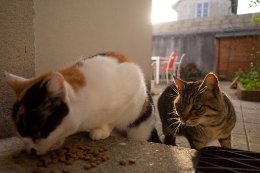 Meet Félicette the French Cat Who Ate a Space Meal