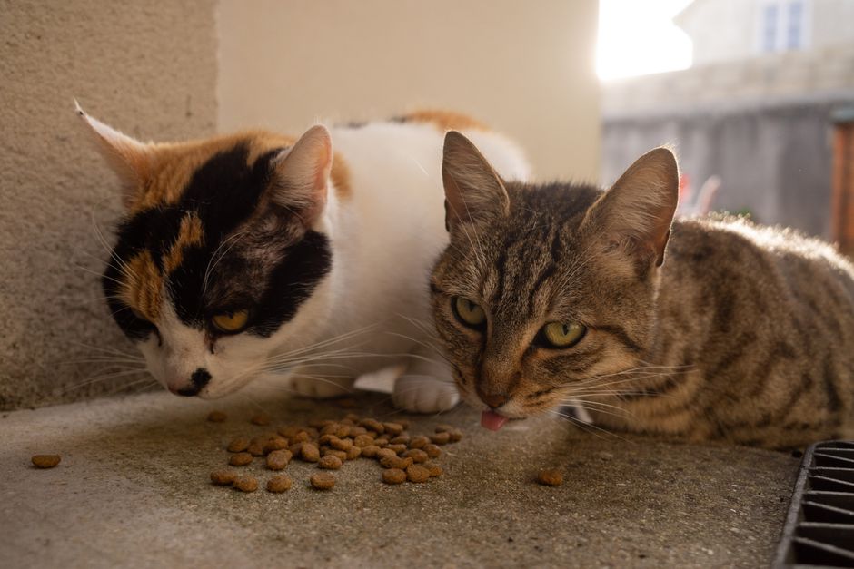 Best Dry Cat Food for Auckland Apartments? My Picky Ragdoll Loves This Import
