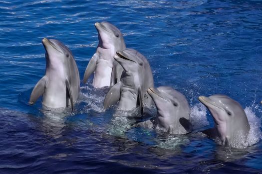 Five dolphins swimming joyfully in the clear blue water, showcasing natural marine beauty.