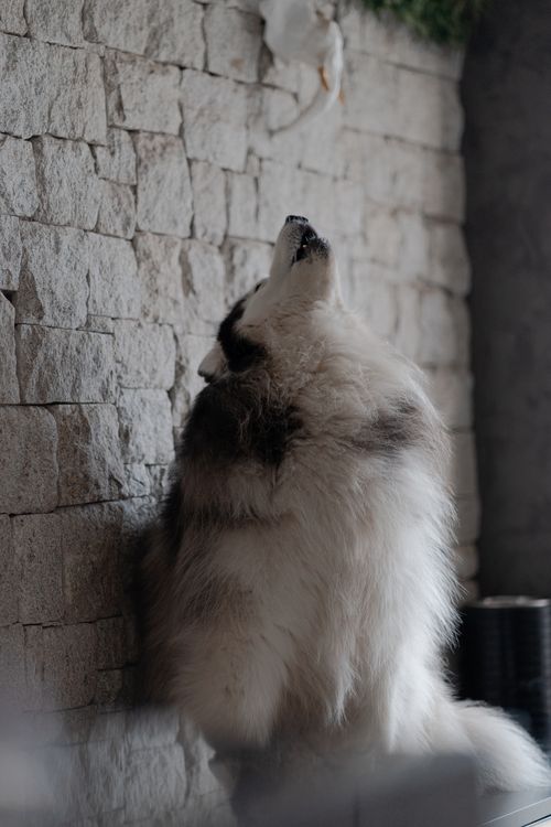 Free Fluffy husky dog howling indoors against a textured stone wall, showcasing its thick fur and unique pose. Stock Photo