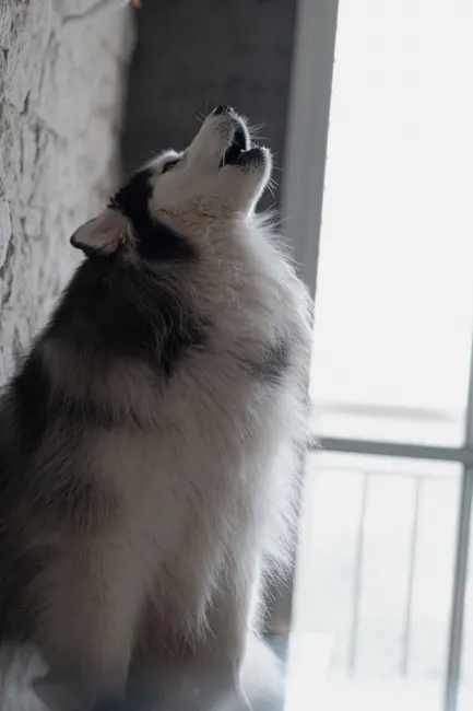 senior dog howling