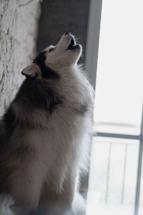 Free Siberian Husky dog howling inside near a window, capturing its majestic fur. Stock Photo