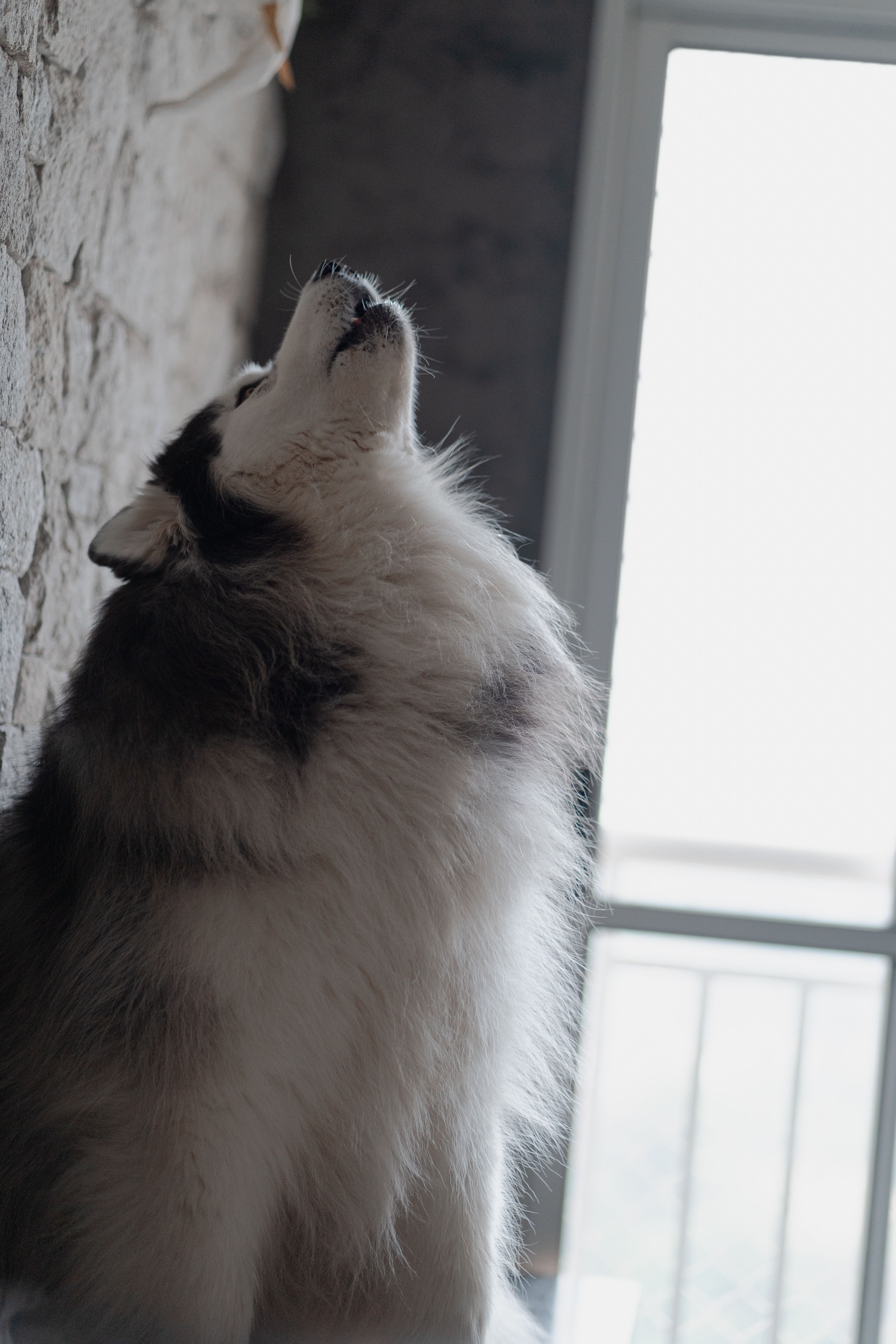 Siberian Husky Indoors Howling at Light · Free Stock Photo