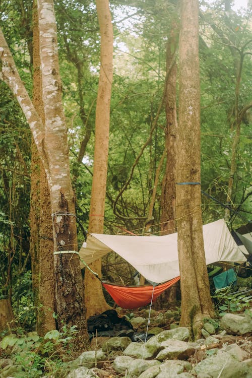 A Tent With Hammock Under The Trees