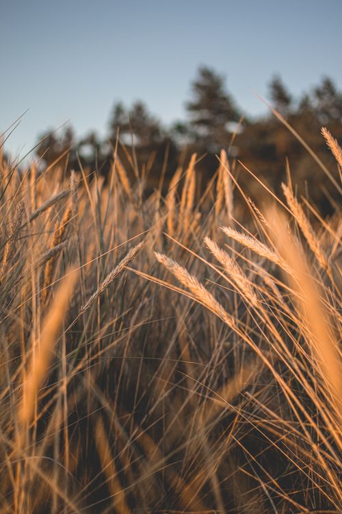 Free Close-up of golden rye against a sunset backdrop in Palanga, Lithuania, capturing the serene beauty of nature. Stock Photo