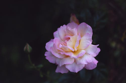 Ingyenes stockfotó borús, gyönyörű virág, kert témában