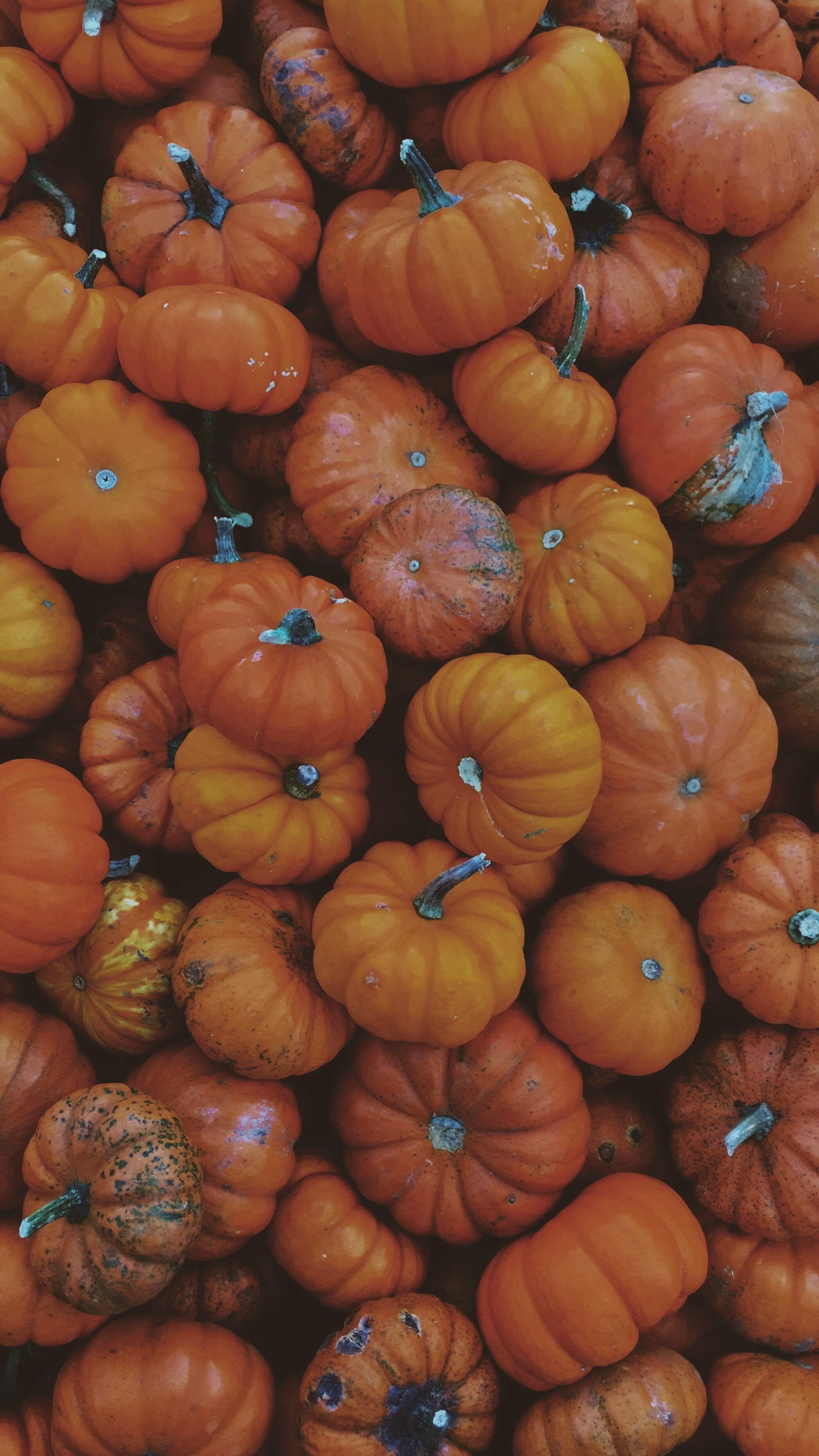 Fotomural Una colección de mini calabazas naranjas brillantes, perfecta para la decoración y temas de la temporada de otoño.