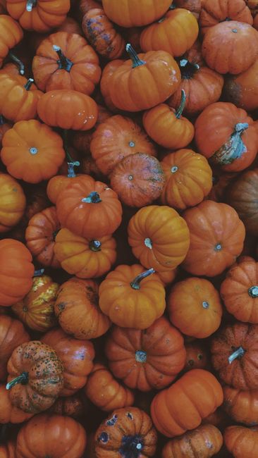 Fotomural Una colección de mini calabazas naranjas brillantes, perfecta para la decoración y temas de la temporada de otoño.