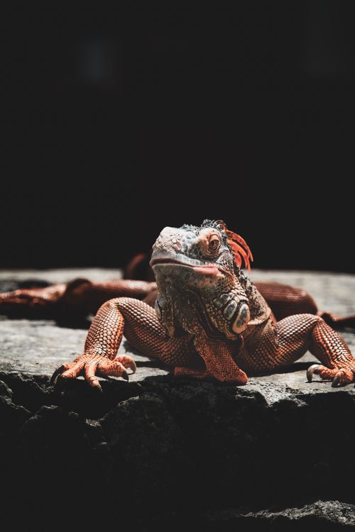 Free Close-up of a red iguana basking on a rock under sunlight. Stock Photo