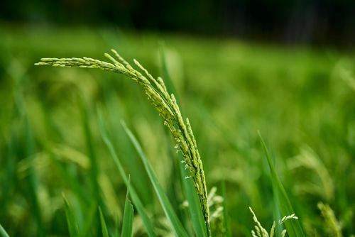 Free Detailed view of a rice plant in a lush green field, highlighting agricultural growth. Stock Photo