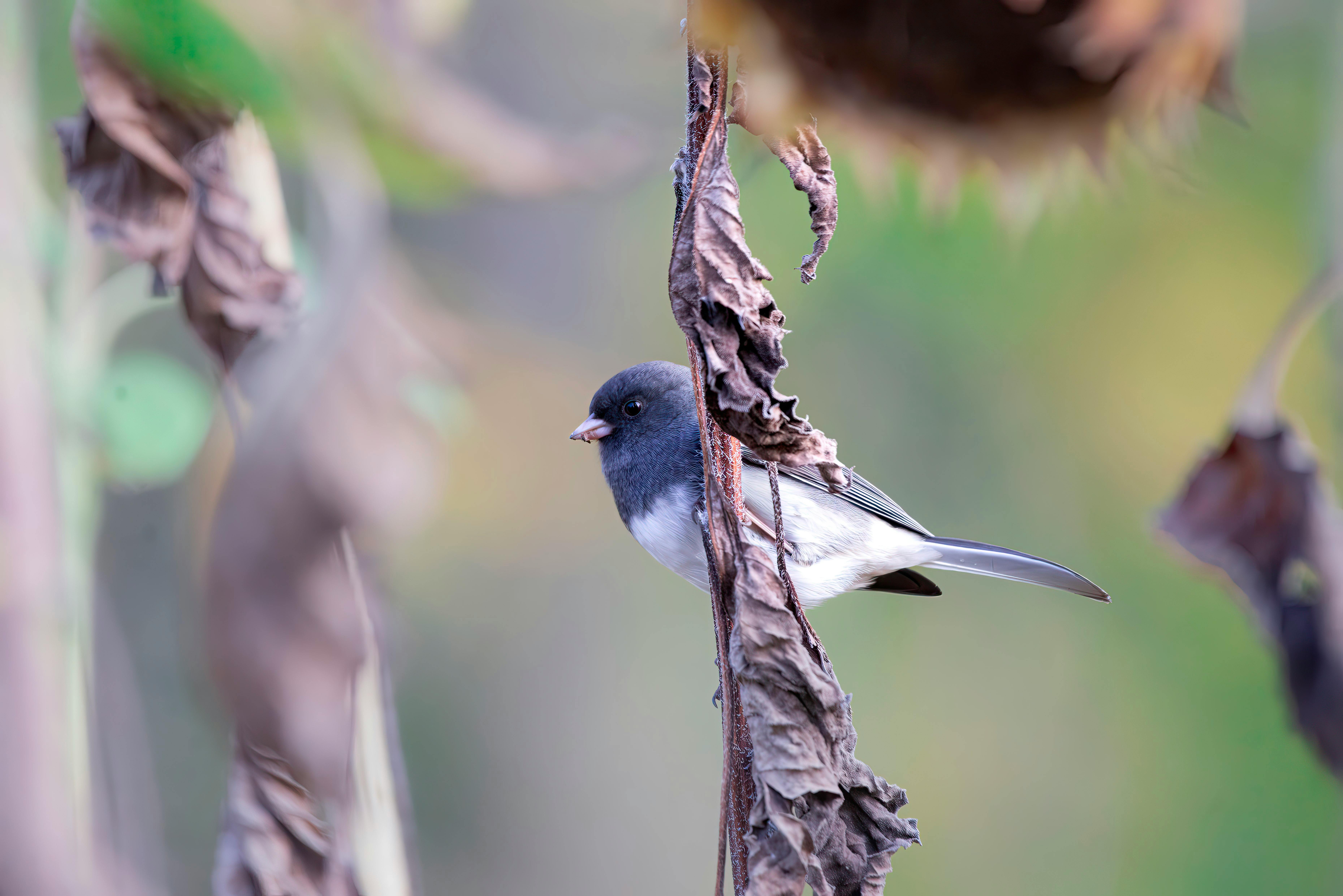 dark eyed junco perched on wilted plant