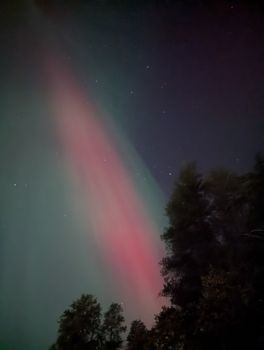 Beautiful aurora borealis illuminating the night sky above a forest.