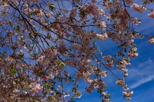 봄, 분홍색, 아름다운 꽃의 무료 스톡 사진