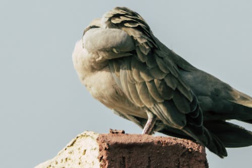 Free stock photo of birds, love, pigeons