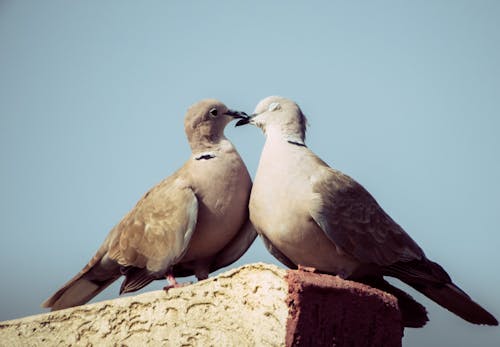Free stock photo of birds, love, pigeons