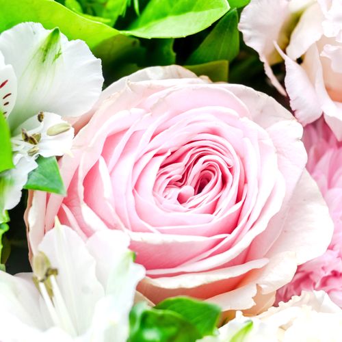 Free A detailed close-up of a soft pink rose surrounded by fresh greenery. Stock Photo