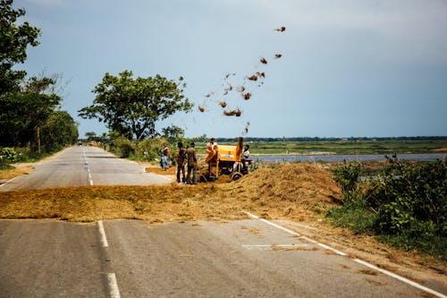 Foto d'estoc gratuïta de a l'aire lliure, acció, agricultura