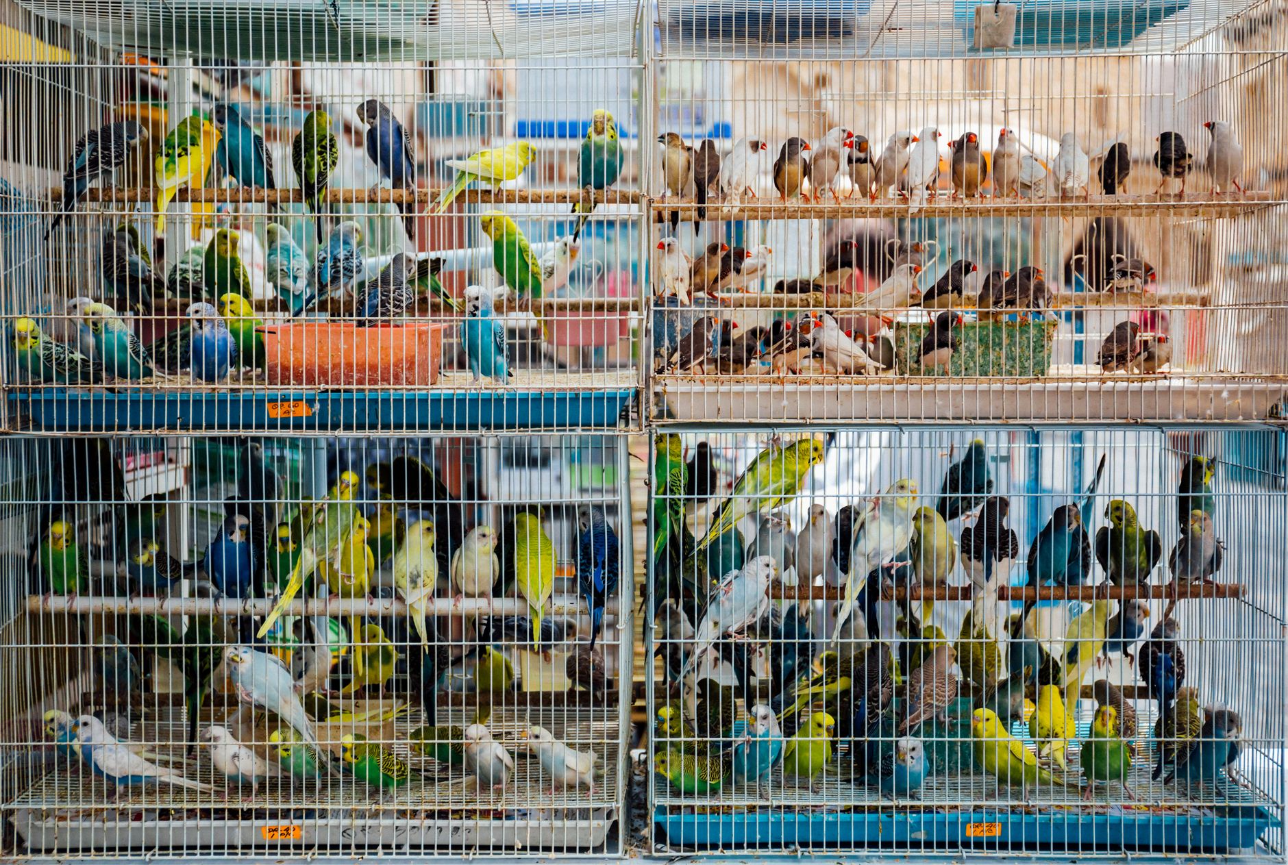 Colorful birds in cages at a bustling market in Doha, showcasing avian diversity and commerce.