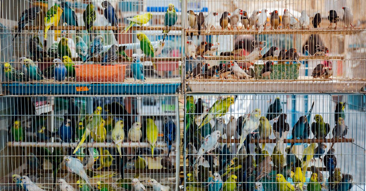 Foto de Pet Shop Nosso Pet